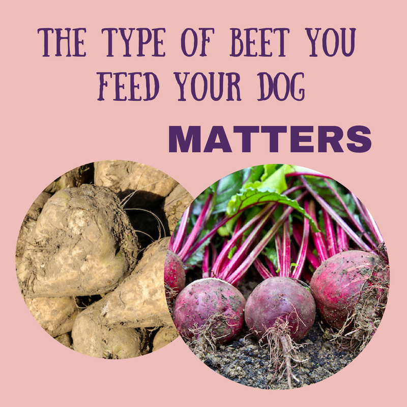 are beets ok for dogs